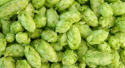 Hops