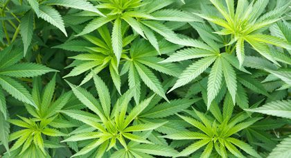 Cannabis